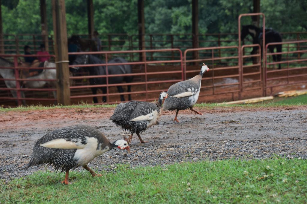 mimosa farm 2019 003 (1024x683).jpg